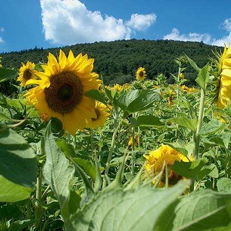 Wilhelmshof Nachhaltigkeit Sonnenblumen im Weinberg