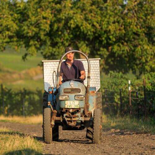 Weinbergwanderung Thorsten Ochocki Weingut Wilhelmshof Siebeldingen Pfalz