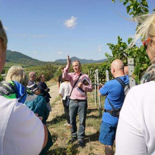 Weinbergwanderung Thorsten Ochocki Weingut Wilhelmshof Siebeldingen Pfalz