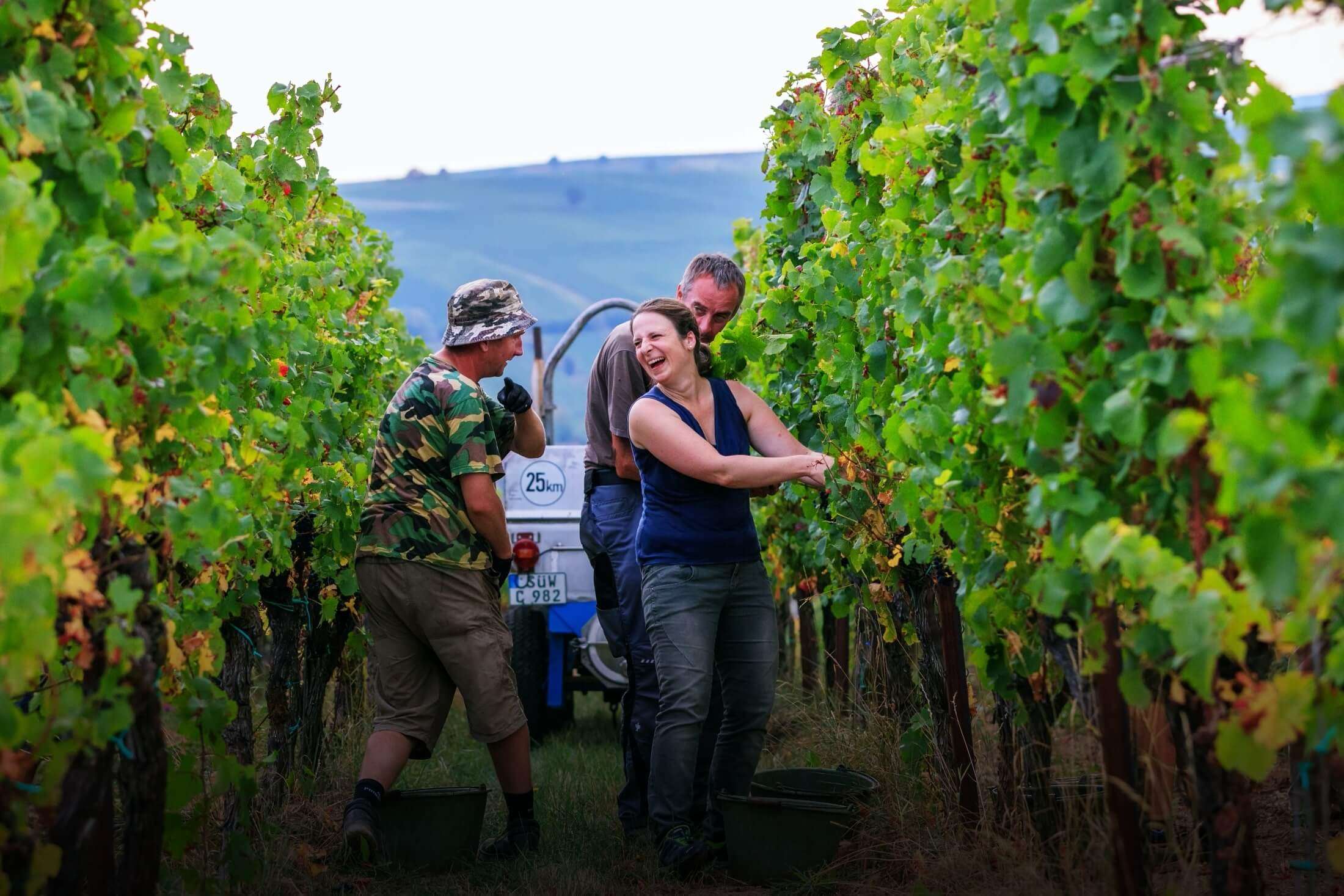 Weingut Wilhelmshof Siebeldingen Pfalz