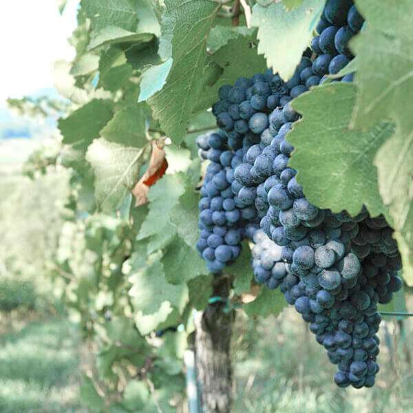 Cabernet Trauben Weingut Wilhelmshof Siebeldingen Pfalz