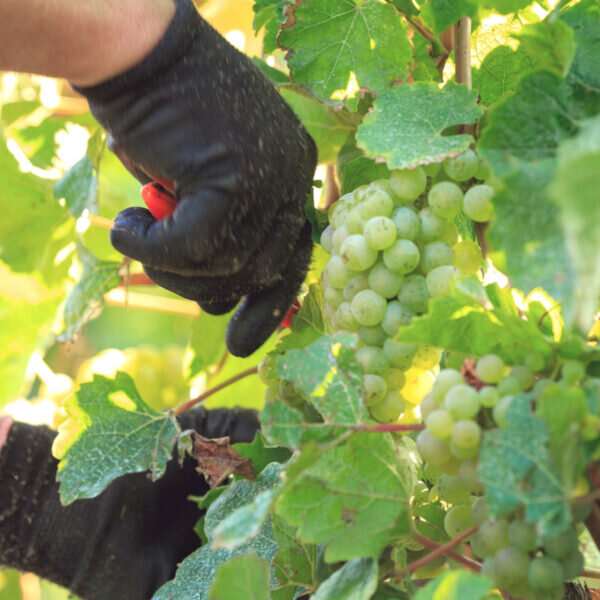 Weisser Muskateller Weingut Wilhelmshof Ernte