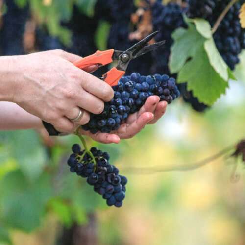 Spätburgunder Trauben eingut Wilhelmshof Siebeldingen