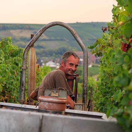 Mitarbeiter Dieter Hans Weingut Wilhelmshof Siebeldingen Pfalz