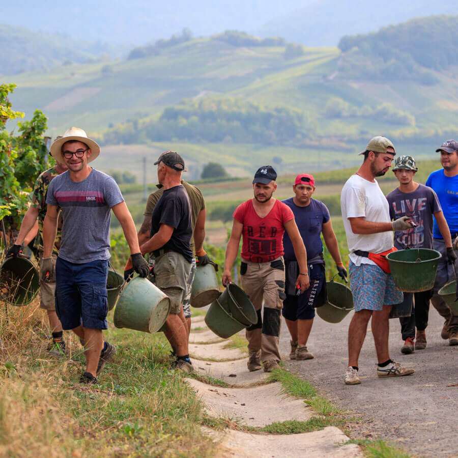 Weinlese-Team bei der Ernte im Weingut Wilhelmshof