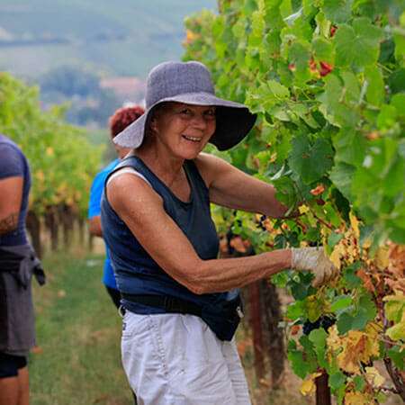 Christa Roth Jung bei der Weinernte