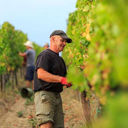 Mitarbeiter für Weinbergs- und Kellerarbeiten im Weingut Wilhelmshof