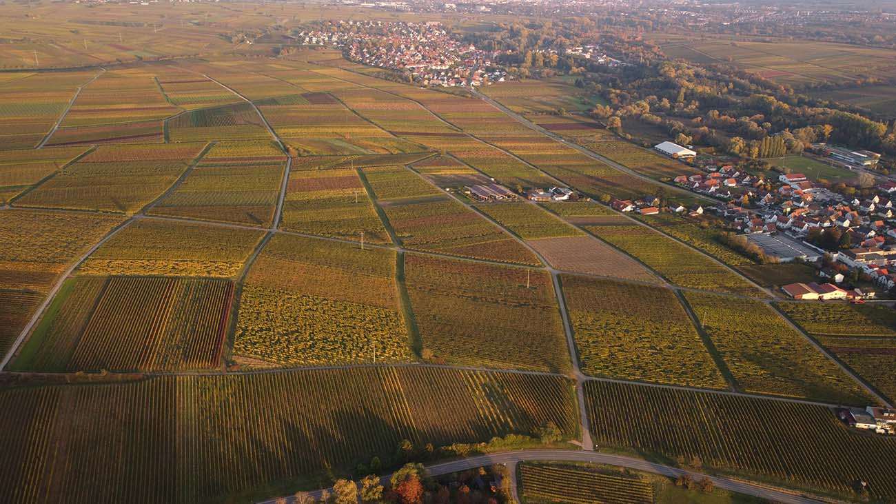 Weinberg Lage Godramsteiner Münzberg