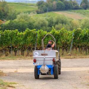 Thorsten Ochocki auf dem Traktor bei der Weinernte