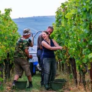 Halndlese mit Barbara Roth und Weinleseteam in Siebeldingen