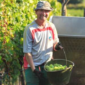 Handlese der Rieslingtrauben im Weingut Wilhelmshof