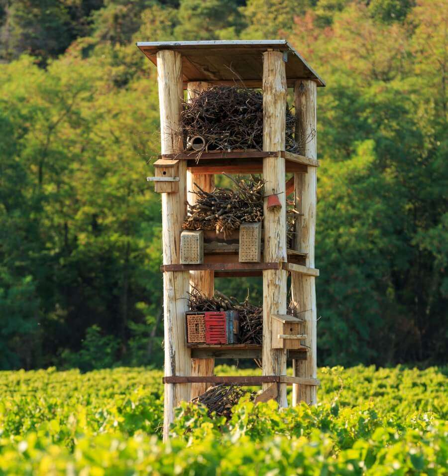 Lebenstum im Weinberg des Weingut Wilhelmshof