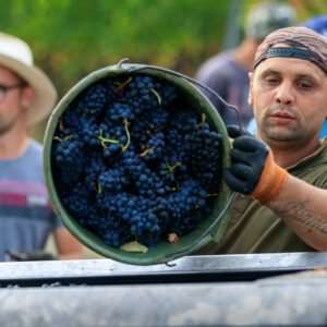 Handlese der Spätburgundertrauben im Weingut Wilhelmshof