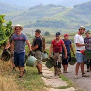 Team des Weingut Wilhelmshof auf dem Weg zur Weinernte