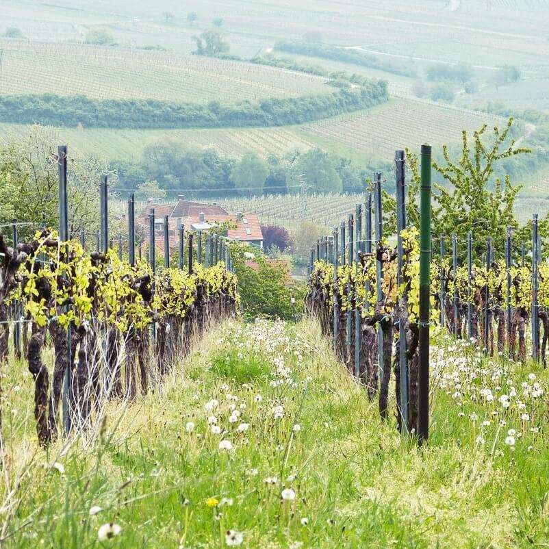 Weinberge frühling Weingut Wilhelmshof