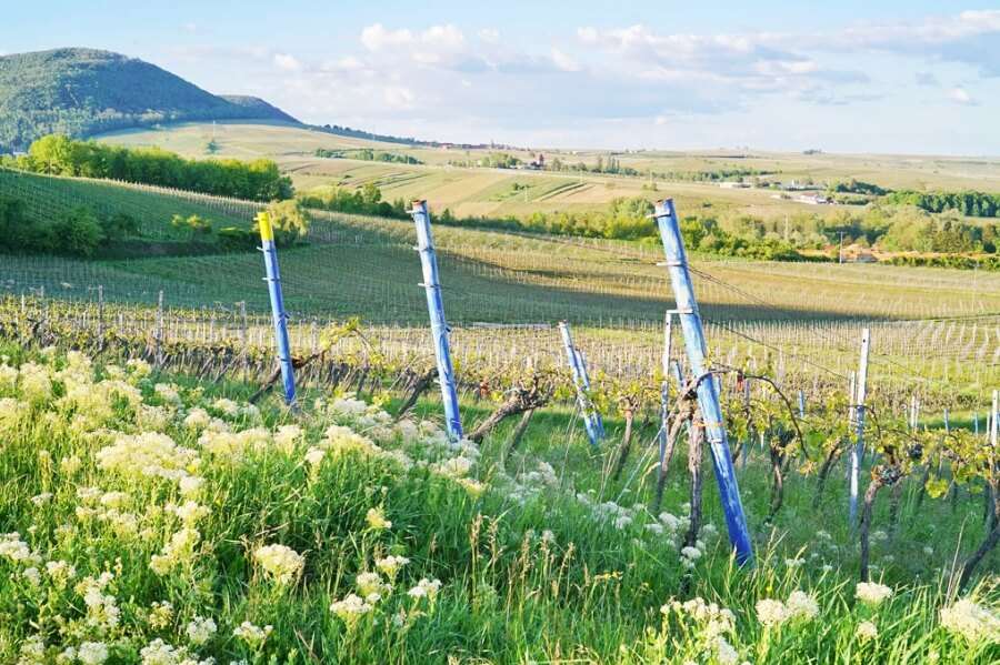 Weinberge des Weingut Wilhelmshof der Lage Im Sonnenschein