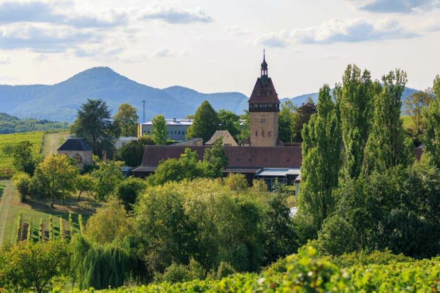 Blick auf des Weinbergen auf den Geilweilerhof