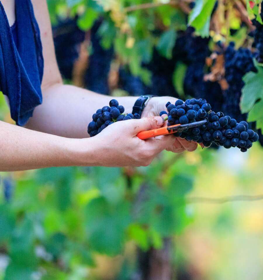 Weinlese im Wilhelmshof Spätburgunder Trauben