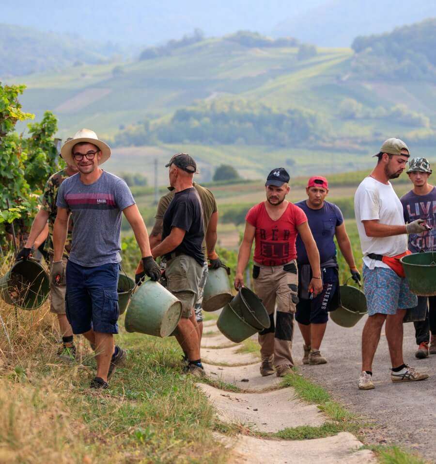 Team des Weingut Wilhelmshof auf dem Weg zur Weinernte