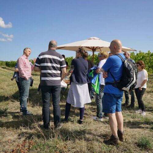 Weinbergwanderung Weingut Wilhelmshof Siebeldingen Pfalz