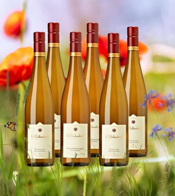 Sommerpaket_Bio_Weingut_Wilhelmshof_Siebeldingen_Pfalz_Riesling_Weissburgunder