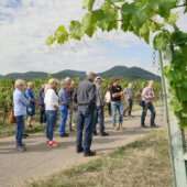 Audio-Weinbergwanderung-Weingut-Wilhelmshof-Siebeldingen-Pfalz