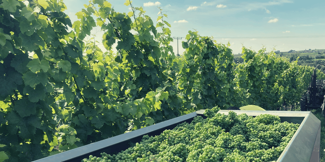 Bio Verjus vom Weingut Wilhelmshof