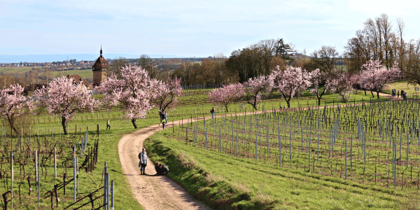 Mandelbläume in der Pfalz