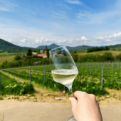 Weinwanderung per App in der Pfalz