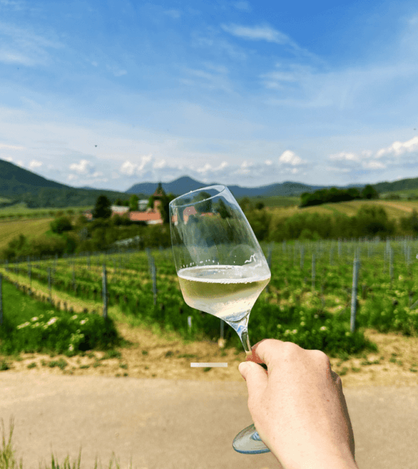 Weinwanderung per App in der Pfalz