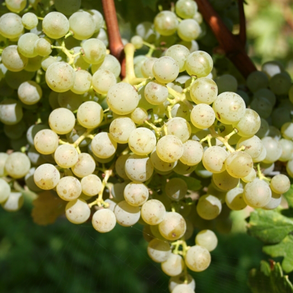 Piwi-Weine - aus nachhaltigem Weinbau: Die Rebsorte Cabernet Blanc